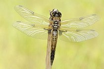 Biosphoto | 1578006 | Four-spotted Chaser dragonfly (Libellula quadrimaculata), Leipzig, Germany, Europe | &copy; Kevin Proennecke / imageBROKER / Biosphoto