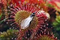 Biosphoto | 156520 | Fourmi ailée capturée par une droséra Alpes France | &copy; Jean-Philippe Delobelle / Biosphoto