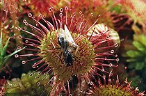 Biosphoto | 156521 | Fourmi ailée capturée par une droséra Alpes France | &copy; Jean-Philippe Delobelle / Biosphoto