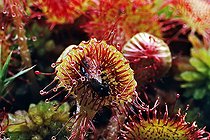Biosphoto | 156522 | Fourmi ailée capturée par une droséra Alpes France | &copy; Jean-Philippe Delobelle / Biosphoto