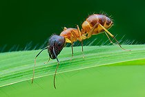Biosphoto | 2391929 | Fourmi (Camponotus sp) | &copy; Husni Che Ngah / Biosphoto