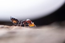 Biosphoto | 2587357 | Fourmi lignicole, physogastrie, trophallaxie | &copy; Robin Fourré / Biosphoto