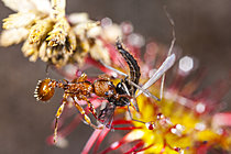 Biosphoto | 2621299 | Fourmi (Myrmica sp) et diptère piégés dans une Droséra à feuilles rondes (Drosera rotundifolia), Parc national des Cévennes, France | &copy; Philippe Lebeaux / Biosphoto