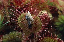 Biosphoto | 29348 | Fourmi noire ailée piégée sur une Drosera | &copy; Jean-Philippe Delobelle / Biosphoto
