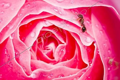 Biosphoto | 1987557 | Fourmi noire et Puceron sur Rose couverte de gouttes d'eau | &copy; Benoît Personnaz / Biosphoto