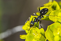 Biosphoto | 2621315 | Fourmi noire recouverte de pollen, Parc national des Cévennes, France | &copy; Philippe Lebeaux / Biosphoto