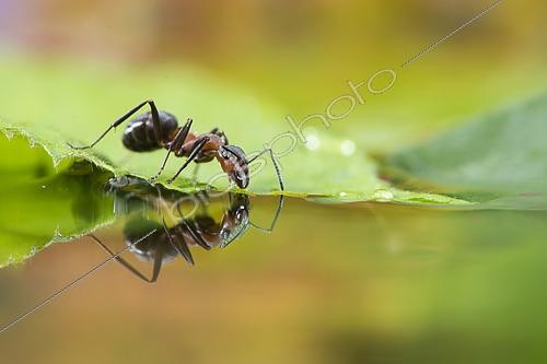 Biosphoto | 2457295 | Fourmi rousse des bois (Formica polyctena) buvant et son reflet, Lorraine, France | &copy; Stéphane Vitzthum / Biosphoto