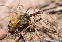 Biosphoto | 2453762 | Fourmi rousse des bois (Formica rufa) tractant une abeille à miel (Apis mellifera), Parc naturel régional des Vosges du Nord, France | &copy; Michel Rauch / Biosphoto