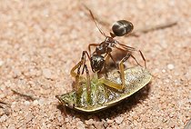 Biosphoto | 2166813 | Fourmi rousse (Formica rufa) sectionnant les pattes d'une punaise (Palomena viridissima) pour la transporter plus facilement, Parc naturel régional des Vosges du Nord, France | &copy; Michel Rauch / Biosphoto