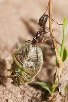 Biosphoto | 2166811 | Fourmi rousse (Formica rufa) transportant une punaise (Palomena viridissima), Parc naturel régional des Vosges du Nord, France | &copy; Michel Rauch / Biosphoto