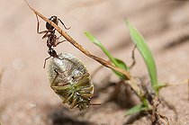 Biosphoto | 2166812 | Fourmi rousse (Formica rufa) transportant une punaise (Palomena viridissima), Parc naturel régional des Vosges du Nord, France | &copy; Michel Rauch / Biosphoto