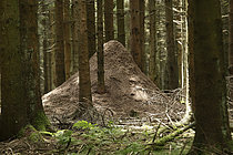 Biosphoto | 2608972 | Fourmilière de Fourmis rousse (Formica rufa) en sous-bois, Ardennes, Belgique | &copy; Christian Cabron / Biosphoto