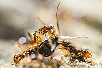 Biosphoto | 2621298 | Fourmis (Myrmica ruginodis) et fourmi charpentière (Camponotus vagus), Parc national des Cévennes, France | &copy; Philippe Lebeaux / Biosphoto