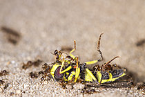 Biosphoto | 2621293 | Fourmis (Myrmica sp) sur un syrphe mort, Parc national des Cévennes, France | &copy; Philippe Lebeaux / Biosphoto
