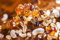 Biosphoto | 2621314 | Fourmis (Myrmica vandeli) ouvrières prenant des oeufs dans leurs mandibules, Parc national des Cévennes, France | &copy; Philippe Lebeaux / Biosphoto