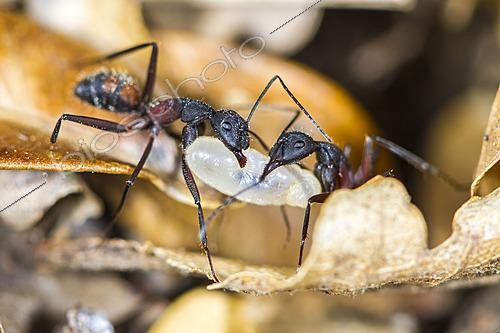Biosphoto | 2621301 | Fourmis ouvrières de Camponotus cruentatus transportant un oeuf dans la fourmilière, Parc national des Cévennes, France | &copy; Philippe Lebeaux / Biosphoto