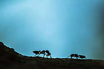 Biosphoto | 2621290 | Fourmis ouvrières de Crematogaster scutellaris transportant des morceaux de sève d'une arbre, Parc national des Cévennes, France | &copy; Philippe Lebeaux / Biosphoto