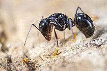 Biosphoto | 2621294 | Fourmis rouges de feu (Solenopsis sp) accrochées aux pattes d'une Fourmi charpentière (Camponotus vagus), Parc national des Cévennes, France | &copy; Philippe Lebeaux / Biosphoto
