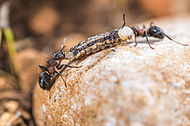 Biosphoto | 2621285 | Fourmis rousse des bois transportant une chenille morte, Parc national des Cévennes, France | &copy; Philippe Lebeaux / Biosphoto