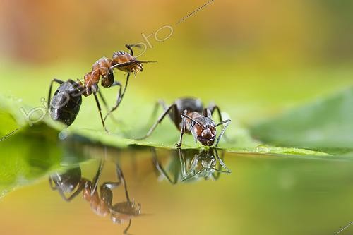 Biosphoto | 2457302 | Fourmis rousses des bois (Formica polyctena) buvant et leur reflet, Lorraine, France | &copy; Stéphane Vitzthum / Biosphoto