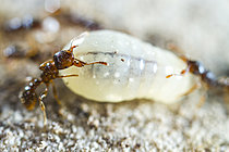 Biosphoto | 2621297 | Fourmis (Tetramorium caespitum) ouvrières transportant un cocon, Parc national des Cévennes, France | &copy; Philippe Lebeaux / Biosphoto