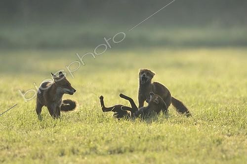 Biosphoto | 1807172 | Fox and youth playing in a meadow Vosges France  | &copy; Fabrice Cahez / Biosphoto