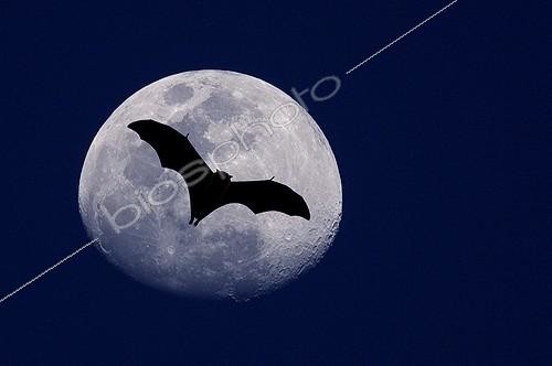 Biosphoto | 83259 | Fox flying of Seychelles in back-light in front of the moon ; Composition | &copy; Xavier Eichaker / Biosphoto