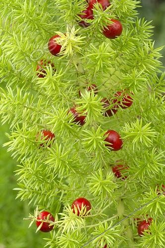 Biosphoto | 2076470 | Foxtail fern (Asparagus densiflorus) 'Meyeri' | &copy; Frédéric Tournay / Biosphoto