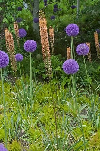 Biosphoto | 2050006 | Foxtail lilies 'Cleopatra' and giant onions in a garden | &copy; Frédéric Didillon / Biosphoto