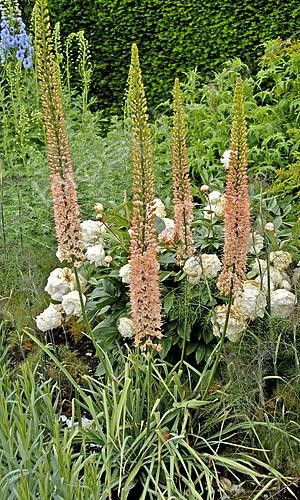 Biosphoto | 2573275 | Foxtail lily, Eremurus | &copy; Henk Meijerink | Exclusivity Elburg Media / Visions Pictures / Biosphoto