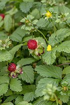 Biosphoto | 2594300 | Fraisier des Indes (Potentilla indica) | &copy; Marie Aymerez / Biosphoto