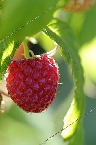 Biosphoto | 615068 | Framboise poussant dans un jardin Belfort France ; Variété cultivée | &copy; Denis Bringard / Biosphoto