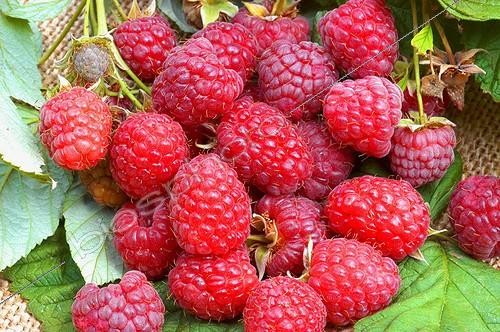 Biosphoto | 11906 | Framboise variété  Willamette  ; Rubus idaeus | &copy; NouN / Biosphoto