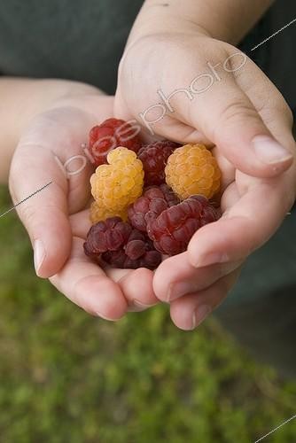 Biosphoto | 1127826 | Framboises dans des mains d'une petite fille Ain France | &copy; Marc Chatelain / Biosphoto