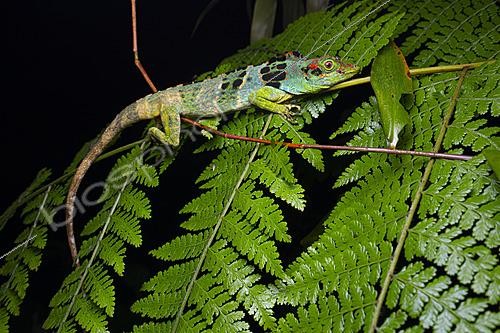 Biosphoto | 2628093 | Fraser's Anole (Anolis fraseri), Mindo, Ecuador. | &copy; Vincent Premel / Biosphoto