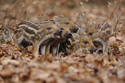 Biosphoto | 2094507 | Fratrie de Marcassins (Sus scrofa) se chamaillant | &copy; Frank Sommariva / imageBROKER / Biosphoto