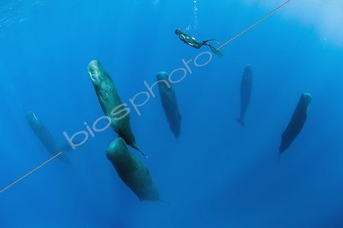 Biosphoto | 2424073 | Free diver is swimming over a pod of Sleeping sperm whale (Physeter macrocephalus) Researchers first saw this unusual sleep behavior in sperm whales in 2008. The scientists in that study found that sperm whales dozed in this upright drifting posture for about 10 to 15 minutes at a time, Vulnerable (IUCN). The sperm whale is the largest of the toothed whales. Sperm whales are known to dive as deep as 1,000 meters in search of squid to eat. Dominica, Caribbean Sea, Atlantic Ocean. Photo taken under permit n°RP 16-02/32 FIS-5. | &copy; Franco Banfi / Biosphoto