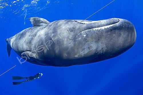 Biosphoto | 2096403 | Free diver swimming with sperm whale, (Physeter macrocephalus). Vulnerable (IUCN). The sperm whale is the largest of the toothed whales. Sperm whales are known to dive as deep as 1,000 meters in search of squid to eat. Image has been shot in Dominica, Caribbean Sea, Atlantic Ocean. Photo taken under permit n° 351/12 W-2. | &copy; Franco Banfi / Biosphoto