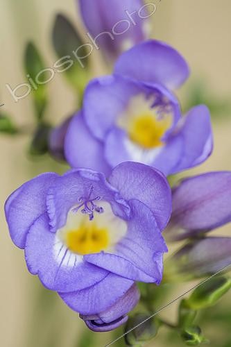 Biosphoto | 2127762 | Freesia, Close up studio shot of purple and yellow flowers. | &copy; Flowerphotos / Biosphoto