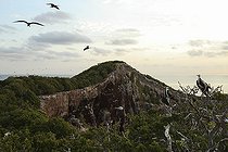 Biosphoto | 2395562 | Frégate superbe (Fregata magnificens) immatures et adultes en vol, Isla Isabella, Nayarit, Mexique | &copy; Jack Chapman / Biosphoto