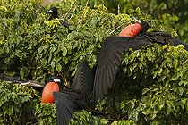 Biosphoto | 2395558 | Frégate superbe (Fregata magnificens) mâles paradant, Isla Isabella, Nayarit, Mexique | &copy; Jack Chapman / Biosphoto