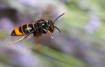 Biosphoto | 2445670 | Frelon asiatique (Vespa velutina) en vol, Parc naturel régional des Vosges du Nord, France | &copy; Michel Rauch / Biosphoto