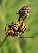 Biosphoto | 2453765 | Frelon d'Europe (Vespa crabro) dévorant un coléoptère, Parc naturel régional des Vosges du Nord, France | &copy; Michel Rauch / Biosphoto