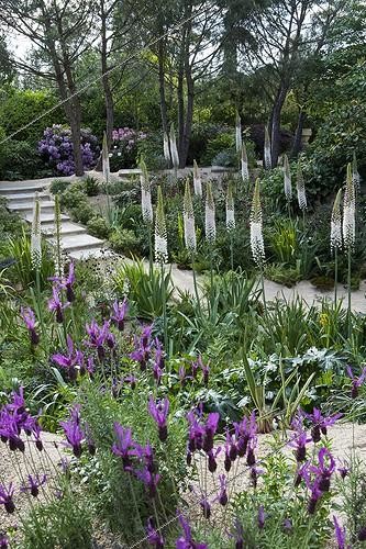 Biosphoto | 1958636 | French lavender and Eremurus in bloom in a garden | &copy; Gilles Le Scanff & Joëlle-Caroline Mayer / Biosphoto