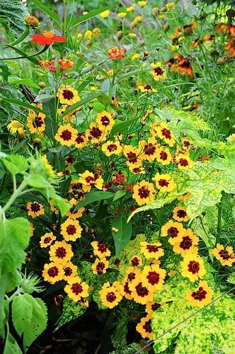 Biosphoto | 901146 | French marigolds 'Naughty Marieta' in bloom in a garden | &copy; Frédéric Didillon / Biosphoto