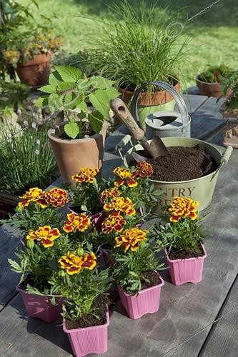Biosphoto | 1362029 | French marygolds in buckets for transplanting France | &copy; Philippe Giraud / Biosphoto