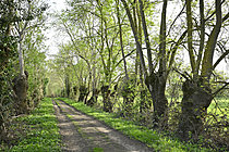 Biosphoto | 2621651 | Frêne commun (Fraxinus excelsior). Rangée d'arbres le long d'un chemin. Maine et Loire, France. | &copy; Guy Piton / Biosphoto
