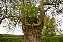 Biosphoto | 2621650 | Frêne commun (Fraxinus excelsior). Vieux frêne avec des repousses en son centre, Maine et Loire, France. | &copy; Guy Piton / Biosphoto