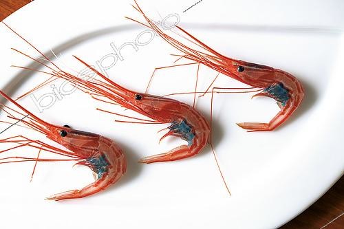 Biosphoto | 2609464 | Freshly caught shrimp (Plesionika narval). The image shows the laying of blue eggs. They are caught using traditional pots. Canarian cuisine. Fishing sector. Tenerife, Canary Islands. | © Sergio Hanquet / Biosphoto