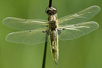 Biosphoto | 1610888 | Freshly hatched Four-spotted Chaser (Libellula quadrimaculata) | &copy; Kevin Proennecke / imageBROKER / Biosphoto